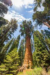Sequoia Tree in the forest