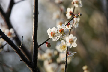 白梅の花