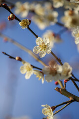 白梅の花