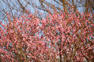 紅梅の木