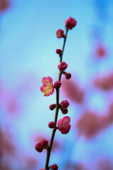 Fototapeta na wymiar 紅梅の花
