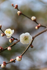 白梅の花
