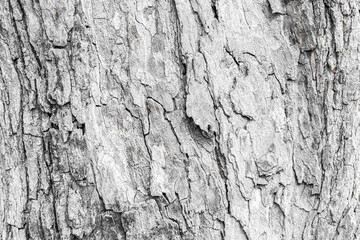 Cracks of tree bark texture and background seamless