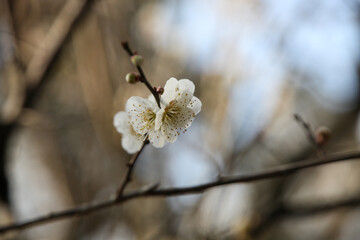 白梅の花