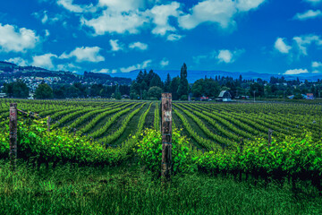 Fototapeta na wymiar Northern California wine country