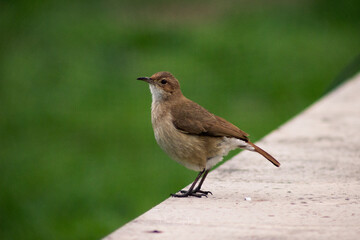 bird