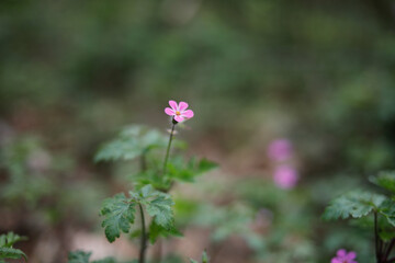 Rosa Blume im Wald