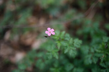 Rosa Blume im Wald