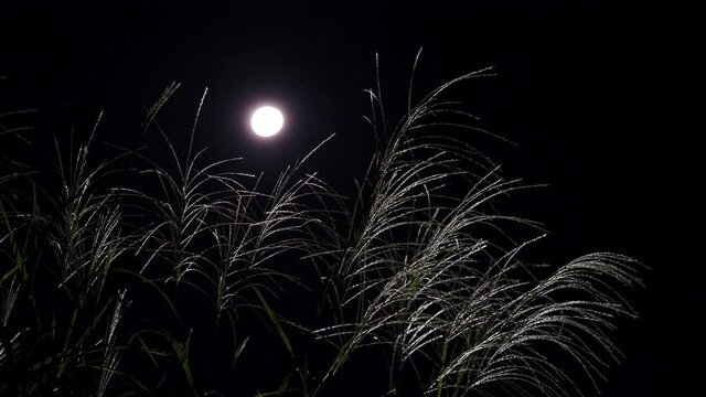 Tokyo,Japan - September 24, 2021: Japanese pampas grass or Miscanthus sinensis or maiden silvergrass or zebra grass or susuki and the moon
