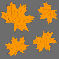 autumn maple leaves