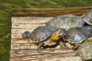 Obraz premium Open Mouthed Turtle on Turtle Pile on Wood Dock in Lake
