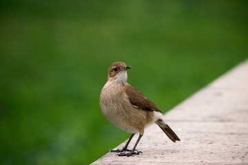 bird