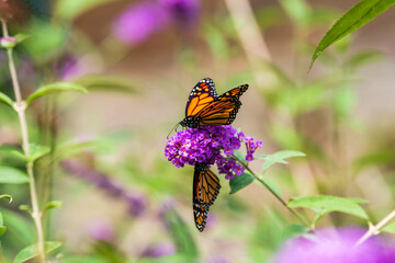 Obraz premium Monarch butterflies on a purple flower head, shot in a Toronto parks's pollinator garden at the end of summer.