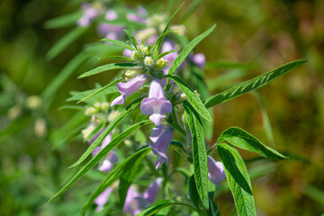 ゴマ（学名：Sesamum indicum）の花　日本、9月