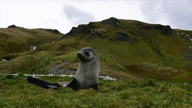 Antarctic fur seal pup close up in grass