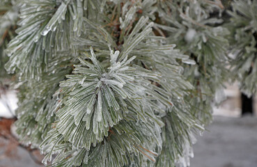 Frozen pine tree branch  - Toledo Ohio