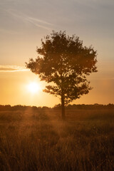 Fototapeta na wymiar Sonnenaufgang mit Baum