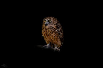 Night Owl 