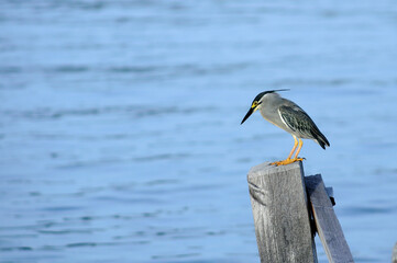 Obraz premium heron sea bird waiting for fish