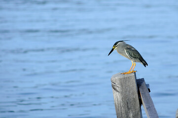 heron sea bird waiting for fish