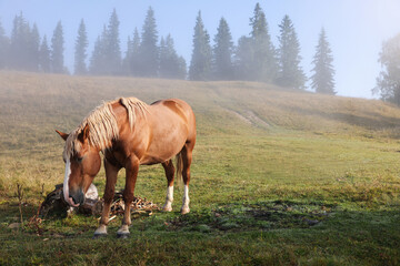 Obraz na płótnie Canvas Horse grazing on pasture in misty morning. Lovely domesticated pet