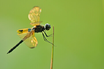 dragonfly on a leaf Rhyothemis phylis