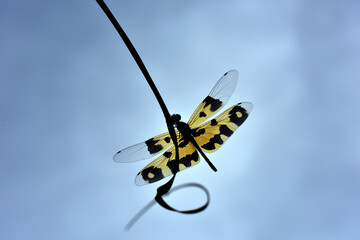 Rhyothemis variegata in blu sky