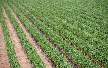 Fototapeta na wymiar Full frame view of a vineyard with straight rows of green vine plants on a summer day in California’s wine region