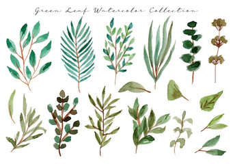 Green Leaf Watercolor