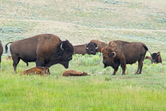 Bison family in meadow