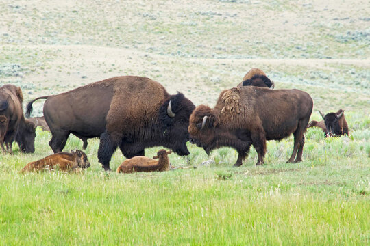 Bison family