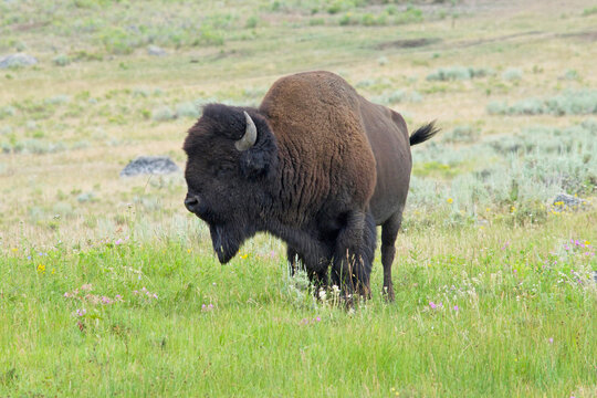 Bison in meadow