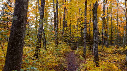 Colorful autumn trees in Michigan upper peninsula wilderness