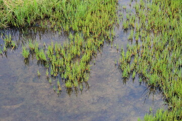 浅い水辺に群生しているアッケシソウ(サンゴソウ)