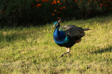 Obraz premium One beautiful peacock in nature reserve on sunny day
