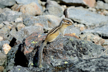 エゾシマリス（北海道・大雪山）
