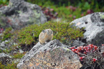 紅葉とエゾナキウサギ（北海道・大雪山）
