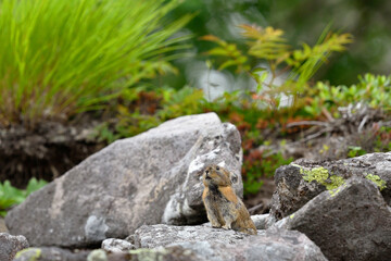 ガレ場に現れたエゾナキウサギ（北海道・鹿追町）
