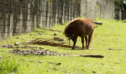 Adorable small pony horses grazing