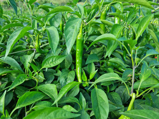 Fototapeta premium Green pepper hanging in pepper field