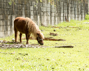 Adorable small pony horses grazing
