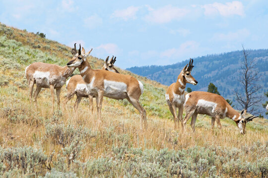 Pronghorn herd on mountainside