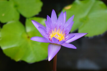 purple lotus