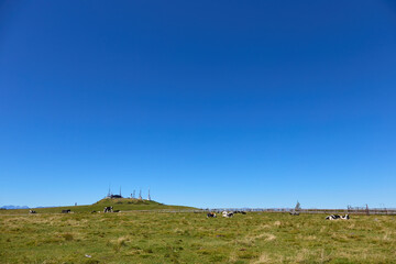 Obraz premium 9月（秋） 美ヶ原牧場の牛・王ヶ頭