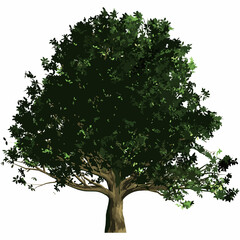 樫の木 3
