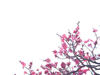 お寺の境内に咲いている梅の花