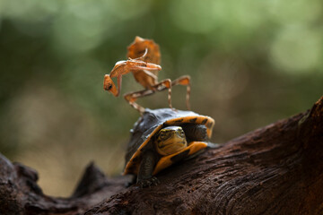Deroplatys Truncata Original Mantis from Borneo Island