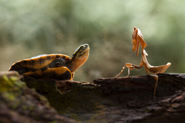 Deroplatys Truncata Original Mantis from Borneo Island