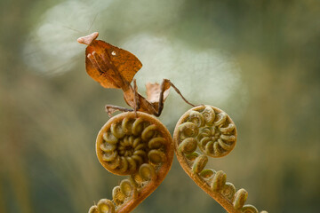 Deroplatys Truncata Original Mantis from Borneo Island