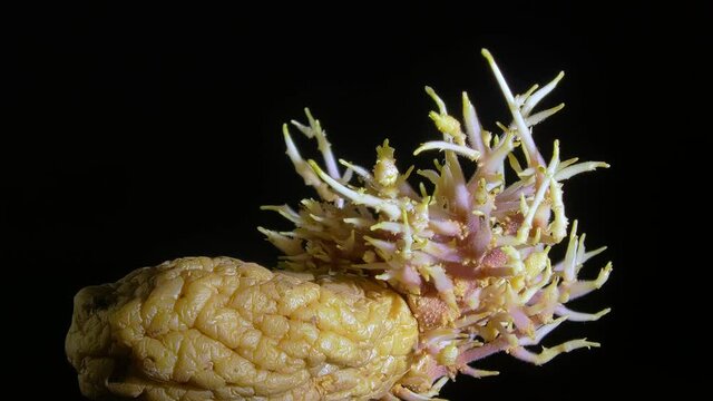 Closeup shot of a wrinkled potato with sprouts rotating. Organic food. Black background. Agriculture concept. Healthy vegetables.